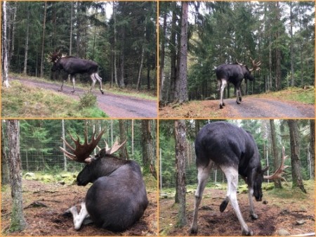 230 3rd moose cross to left, right and sit down